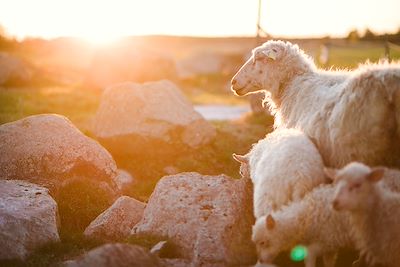 ©  - Moutons et agneaux  Moutons et agneaux