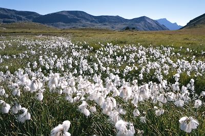 © PIXATERRA / Adobe Stock - Linaigrettes dans une vallée Linaigrettes dans une vallée