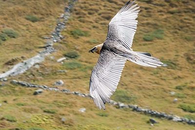 © florent / Adobe Stock - Vautour - Parc de la Vanoise - Savoie - France Vautour - Parc de la Vanoise - Savoie - France