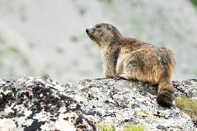 © Matthieu / Adobe Stock - Marmotte - Parc de la Vanoise - Savoie - France Marmotte - Parc de la Vanoise - Savoie - France