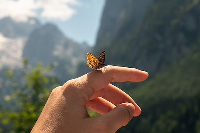 Papillon sur une main