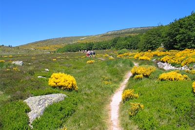 Randonnée sur le Mont Lozère - France