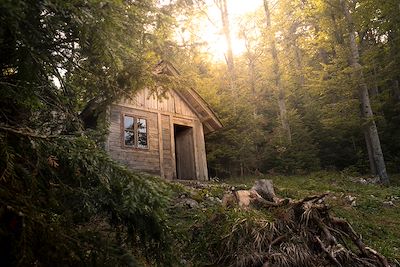 Petit chalet en Bois en forêt 