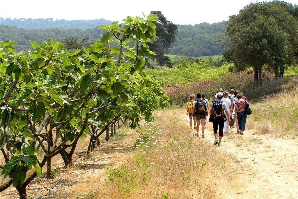 Image Randonnée Porquerolles - Randonnée Massif des Maures
