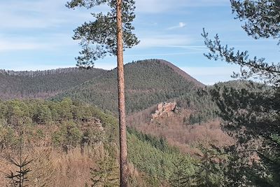 Dans les environs de Obersteinbach  - Parc naturel régional des Vosges du Nord - France