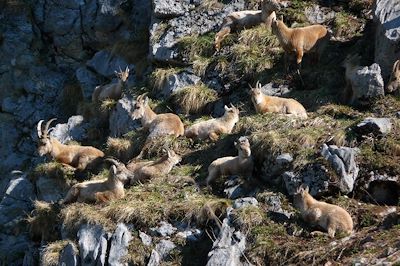 Bouquetins - Dents Blanches - Alpes du Nord - France