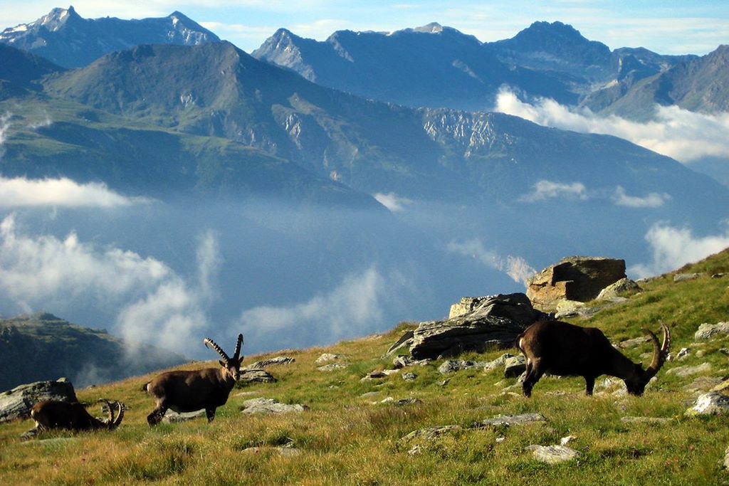 Image Randonnée Parc National de la Vanoise - Pralognan la Vanoise