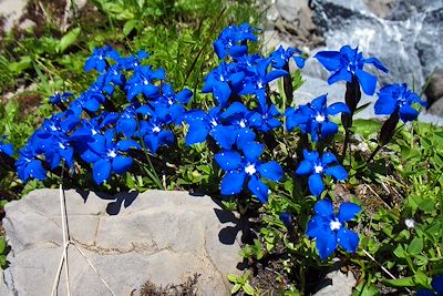 Gentiane printanière - Massif du Queyras - France