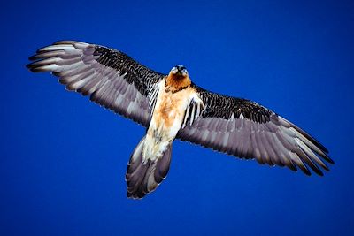 Gypaète barbu - Massif du Queyras - France