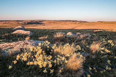 Prairie couverte de narcisses jaunes appelés communément Jonquille - Aubrac - Occitanie - France 