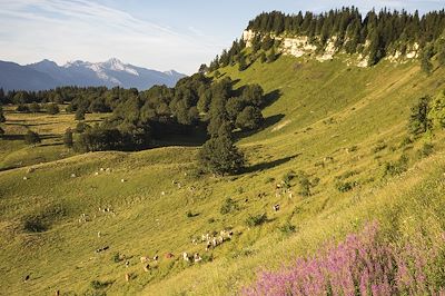 Parc Naturel Régional du Vercors - Isère - France