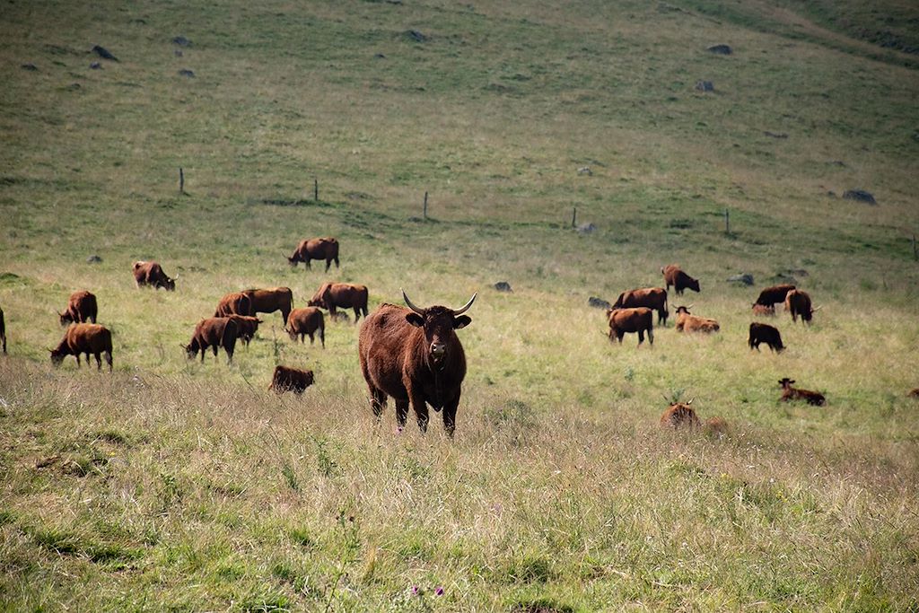 Image Randonnée Auvergne - Randonnée Cantal - Randonnée Cezallier
