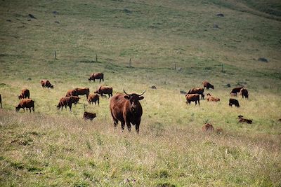 Vaches Salers - Cantal - Auvergne