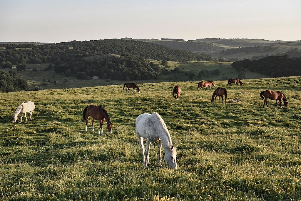 Image Randonnée Aubrac - Randonnée Massif Central