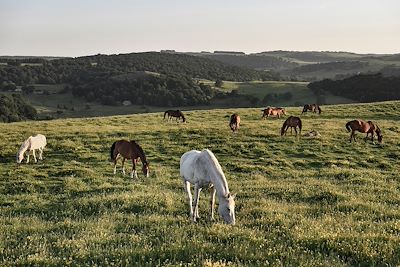 Nasbinals - Parc naturel régional de l'Aubrac - Lozère - Occitanie - France