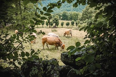 Vaches - Aubrac - Occitanie - France 