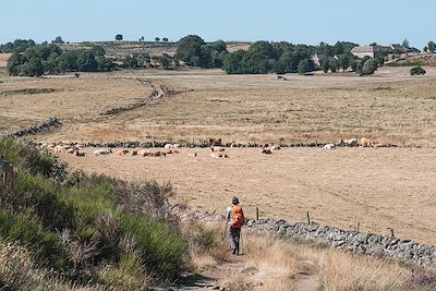 Aubrac - Occitanie - France 