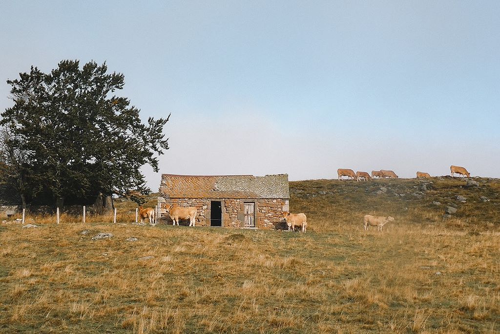 Image Randonnée Aubrac - Randonnée Massif Central