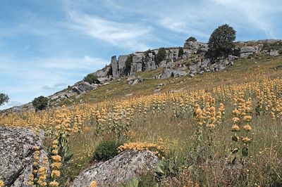 Aubrac - Occitanie - France