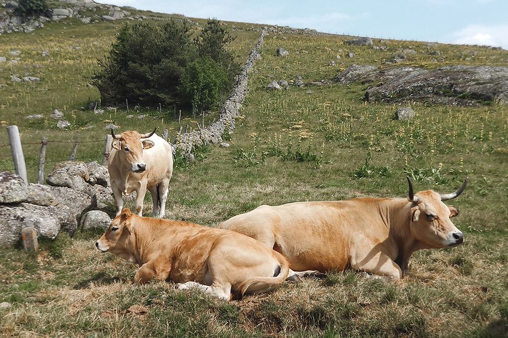 Image Randonnée Aubrac - Randonnée Massif Central