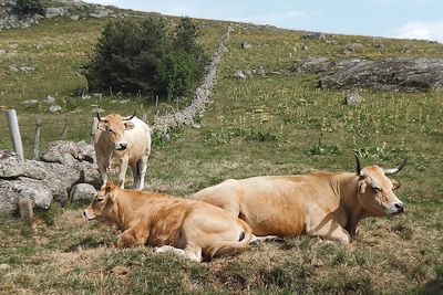 Aubrac - Occitanie - France