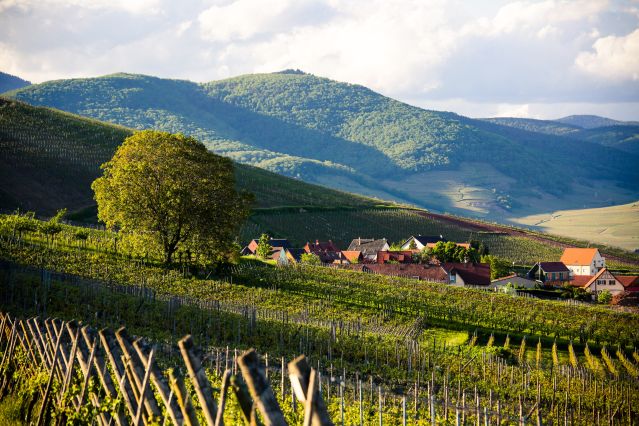 Voyage Colmar et la route des vignobles d'Alsace à vélo 3