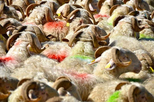 Voyage Sur les sentiers d'Aspe et d'Ossau