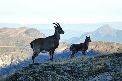 Cabris - Alpes - France