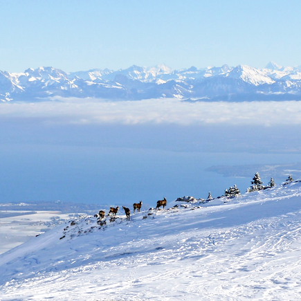 Raquette France Alpes du Nord