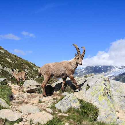 Trek France Alpes du Nord
