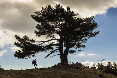 L'étape entre Capannelle et Vizzavona - GR 20 - Haute-Corse - France  