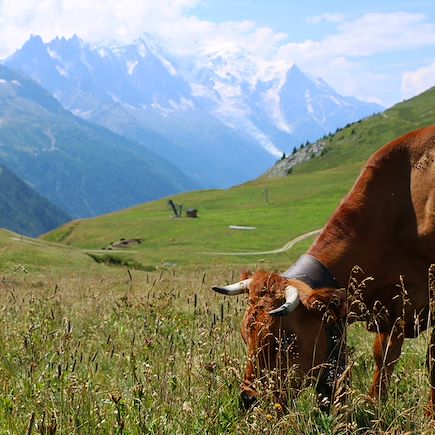 Trek France Alpes du Nord