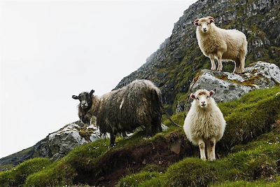© Jacob Eskildsen/Visit Faroe Islands - Moutons - Iles Féroé Moutons - Iles Féroé