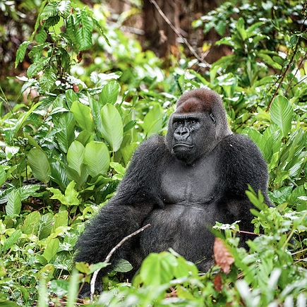 Safari Gabon