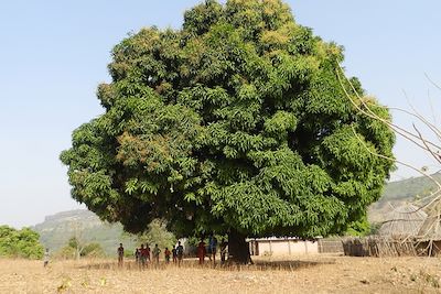 © Mabrouk Hamrit - Contreforts du Fouta Djalon - Guinée Contreforts du Fouta Djalon - Guinée