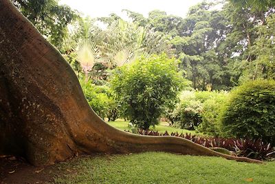 © Emilie Drouet - Jardin botanique - Guadeloupe - France Jardin botanique - Guadeloupe - France