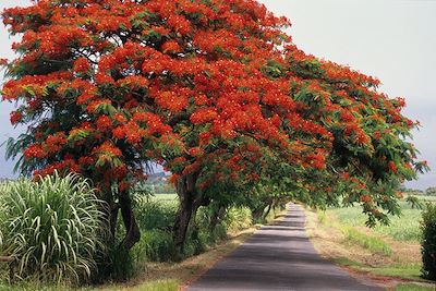 © Philippe Giraud/Comité du Tourisme des Iles de la Guadeloupe - Saint-Claude - Guadeloupe Saint-Claude - Guadeloupe