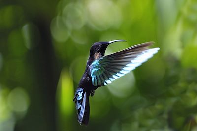 © Philippe Giraud/Comité du Tourisme des Iles de Guadeloupe – 2015 - Colibri - Guadeloupe Colibri - Guadeloupe