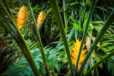 © BRUSINI Aurélien / hemis.fr - Balisiers jaunes en fleur - Guadeloupe Balisiers jaunes en fleur - Guadeloupe