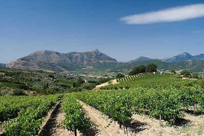 © ollirg / Adobe Stock - Vignoble - Nemea - Grèce Vignoble - Nemea - Grèce