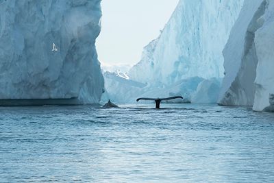 © Albatros Expeditions - Observation des baleines sur la côte ouest - Groenland Observation des baleines sur la côte ouest - Groenland