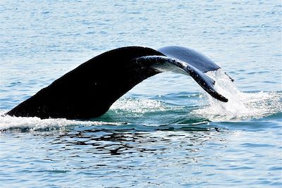 © Antoine Lorgnier - Observation de baleine - Groenland Observation de baleine - Groenland