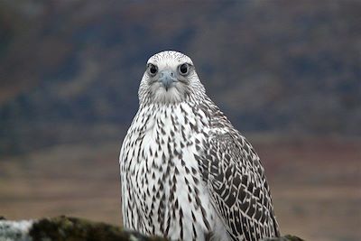 Faucon arctique - Groenland