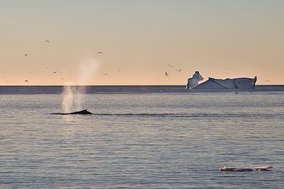 © Aurélie Amiot - Baleine dans la baie de Disko - Groenland Baleine dans la baie de Disko - Groenland