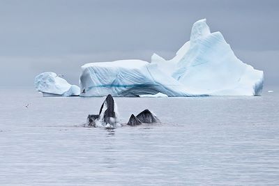 Baleine dans la baie de Disko - Groenland