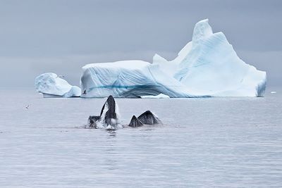 © Aurélie Amiot - Baleine dans la baie de Disko - Groenland Baleine dans la baie de Disko - Groenland