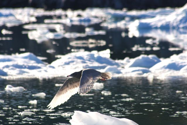 Voyage L'ouest arctique : Canada et Groenland 