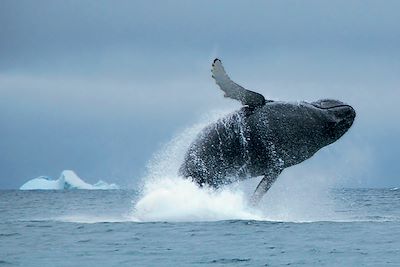 © Nicolas Dubreuil - Baie de Disko - Groenland Baie de Disko - Groenland