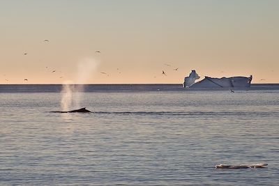 © Aurélie Amiot - Baleine dans la baie de Disko - Groenland Baleine dans la baie de Disko - Groenland