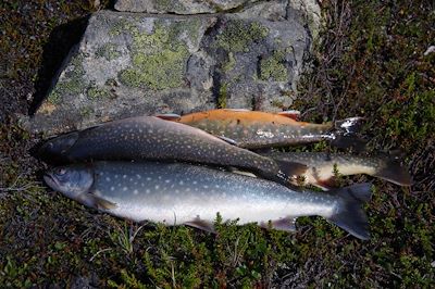 Résultat de la pêche dans le Fjord Sermelik - Groenland